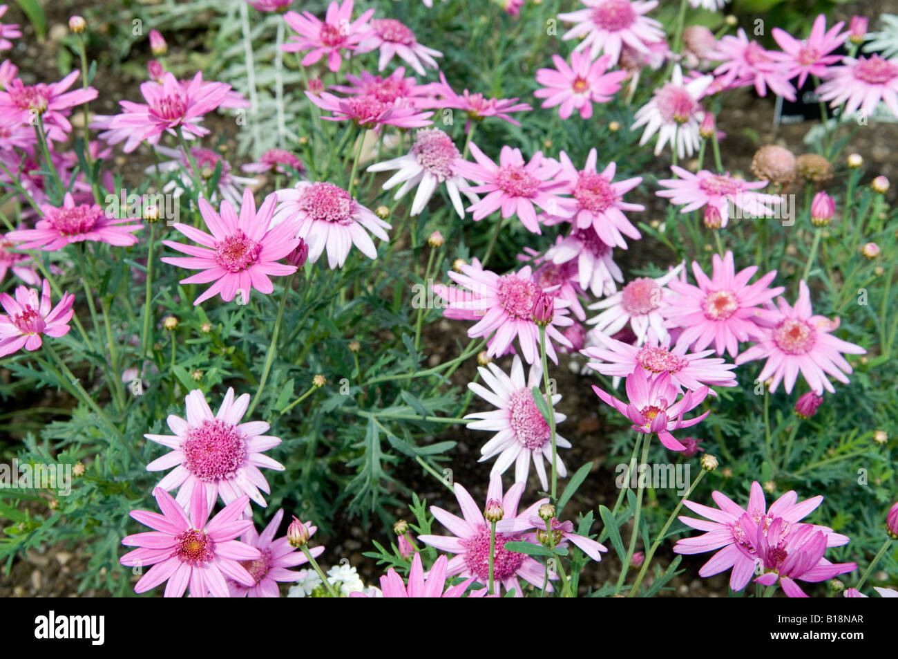 Argyranthemum `Bon Bon` Stock Photo
